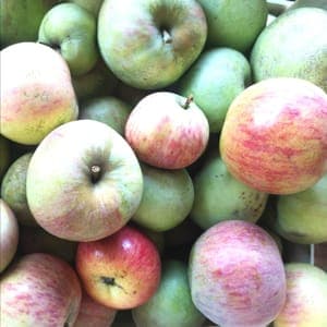 Pommes à cuire