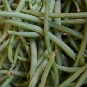haricot vert bio