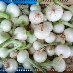 Oignon blanc