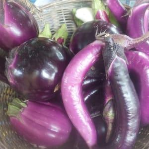 aubergine