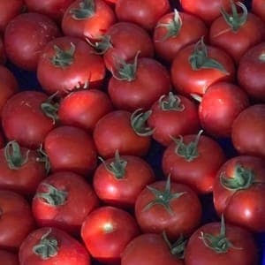 Tomates rondes rouges