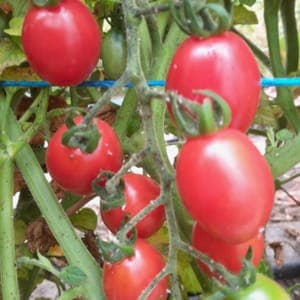 Tomates Cerise/Cocktail