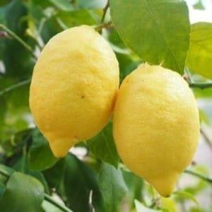 zz Citron Verna