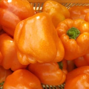 POIVRON ORANGE