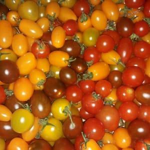 Tomates cerises bio 500 gr