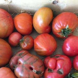 Tomates variétés anciennes