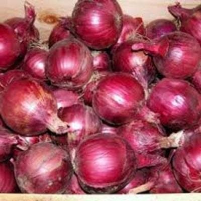 Oignons rouges