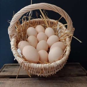 Oeufs