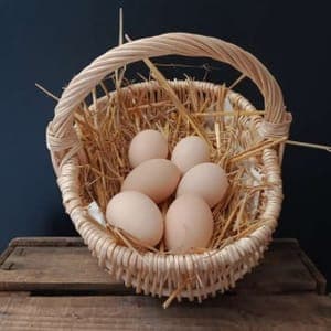 Oeufs