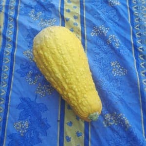 Courgette jaune yellow straight (OUVRIR L'ARTICLE POUR AVOIR ACCES A LA FICHE RECETTE)