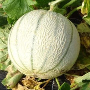 melon