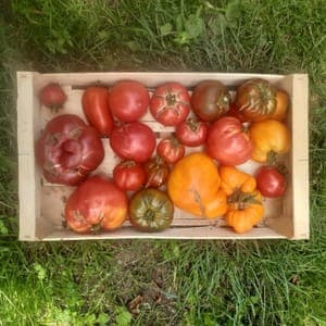 Caisse de tomates à coulis 5kg