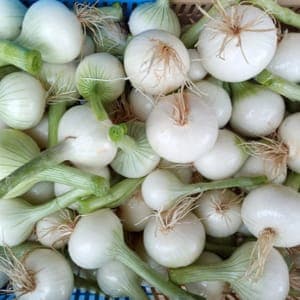 Oignon blanc