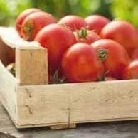 Tomates petit calibre