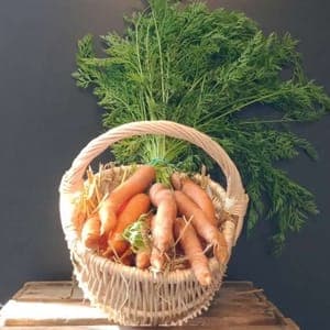 Carottes