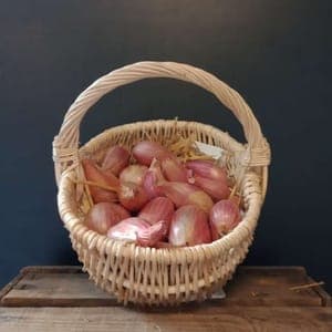 Echalote