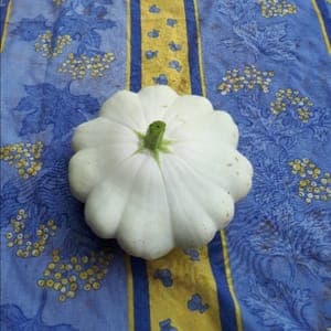 Patisson pce environ 0.7kg (OUVRIR L'ARTICLE POUR AVOIR ACCES A LA FICHE RECETTE)