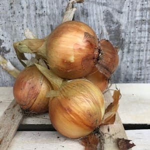 Oignons jaunes