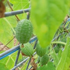 Cucamelon frais