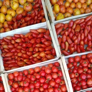 Tomate