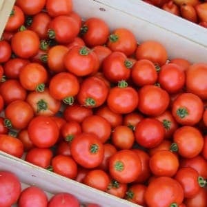 Tomate