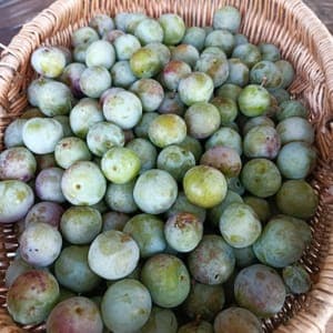 Prune du jardin