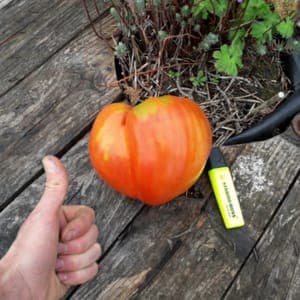 tomate