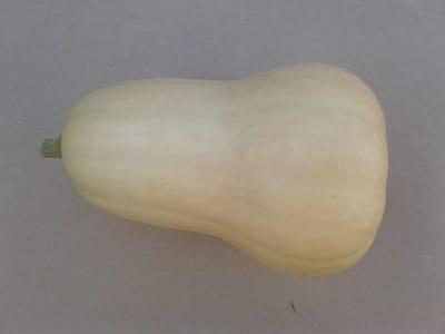 courge butternut