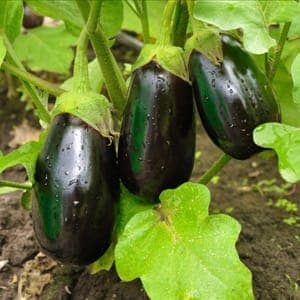 Aubergine