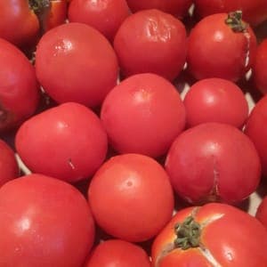 TOMATES POUR COULIS