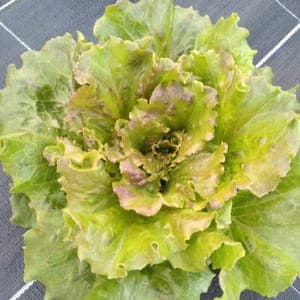 salade batavia rouge Carmen