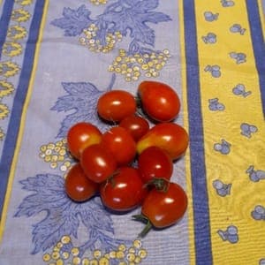 Tomates cerises