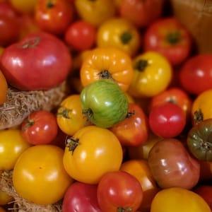 Tomates variées