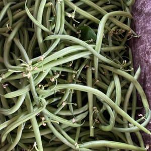 Haricot Vert