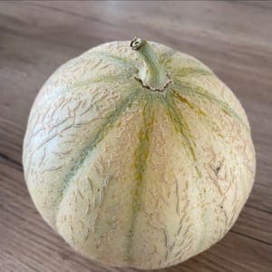 Melon