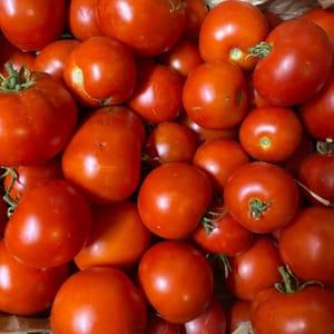 Tomates de Plein champ