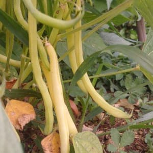 Haricots beurre