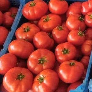 Tomate