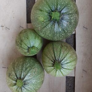 Courgette ronde