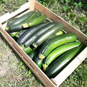 Colis courgettes longues 5kg