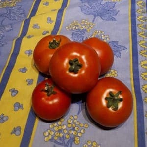 Tomates