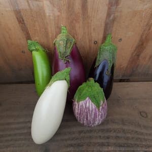 Aubergines