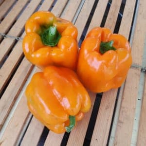 Poivron orange