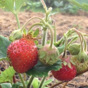 Fraises