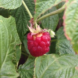 Framboises