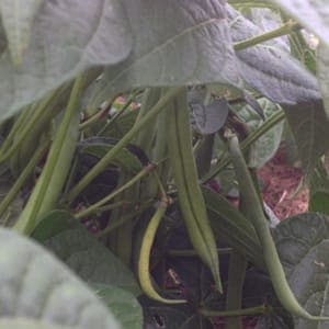 Haricots verts