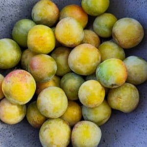 prunes Reine-Claude en conversion biologique.
