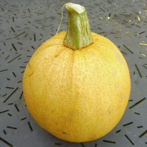 Courge Melonette jaspee de Vendée