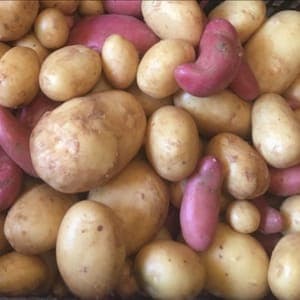 pomme de terre nouvelle