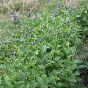 Tisane Agastache anisée - Sureau